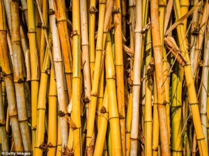 Un bois ressemblant à du bambou pourrait aider à réparer les os endommagés.  Le matériau, le rotin, a un noyau en forme de nid d'abeille, un peu comme de l'os véritable, ce qui en fait un matériau idéal pour une utilisation en orthopédie, selon des chercheurs qui mènent deux essais cliniques à travers l'Europe.