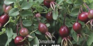 53ème Foire aux plantes rares et de collection (82) - 2020 - Saint-Nicolas de la Grave