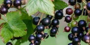 Cassissier (Ribes nigrum), pour de délicieuses confitures : plantation, taille, entretien