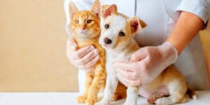 Comment fonctionne une assurance santé chien/chat ?