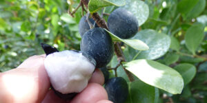 Icaque (Chrysobalanus icaco), prune de coton : plantation, culture, entretien