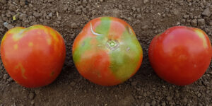 Les jardiniers doivent-ils craindre le virus de la tomate ?
