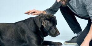 Vétérinaire comportementaliste pris en charge par l'assurance chien