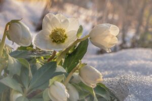 les 5 plantes les plus fortes en hiver