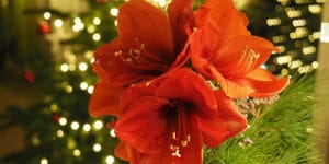 Comment avoir un amaryllis en fleurs à Noël ?