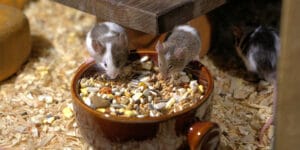 Comment nourrir sa souris ? L'alimentation idéale