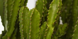Euphorbe cactiforme (Euphorbia acrurensis), succulente graphique : culture, entretien