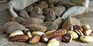 Noyer du Brésil (Bertholletia excelsa), des noix riches en sélénium : plantation, culture