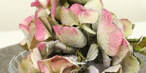 Quand et comment faire sécher des fleurs d'hortensia