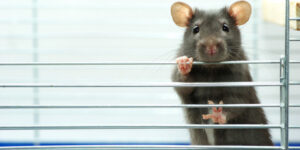 Quelle cage choisir pour sa souris de compagnie ?