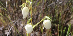 Calochortus (Calochortus albus), tulipe des Mormons : plantation, culture