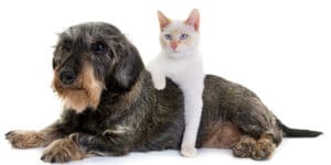 Comparatif assurance chien/chat : ce qu'il faut savoir