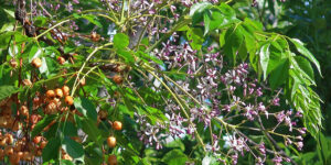 Lilas de Perse (Melia azedarach), faux Neem : plantation, entretien