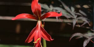 Lis de Saint Jacques (Sprekelia formosissima), une fleur rouge sang : culture, entretien
