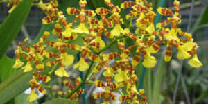 Orchidée à pseudobulbes tendres (Oncidium) et feuilles souples : culture, entretien