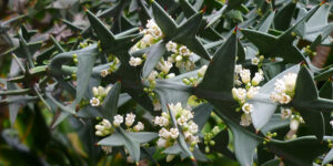 Collétie croix de fer (Colletia cruciata), pour les jardins secs : plantation, entretien