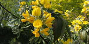 Cytise persistant (Piptanthus nepalensis), aux fleurs jaunes : plantation, culture