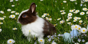 Liste des différentes races de lapins nains