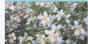Marché aux fleurs et aux plantes d'Olivet (45) - 2021 - olivet