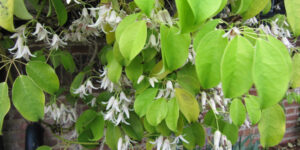 Stauntonia (Stauntonia hexaphylla), une liane vigoureuse : plantation, entretien
