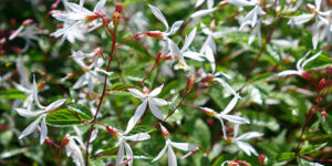 Spirée à trois feuilles (Gillenia trifoliata), vivace gracieuse : plantation, entretien