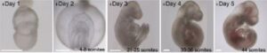 Les embryons humains pourraient être les prochains sujets de test d'une étude révolutionnaire qui a maintenu en vie l'embryon de souris en dehors de l'utérus qui a développé son cœur, son estomac, sa tête et ses membres en six jours.