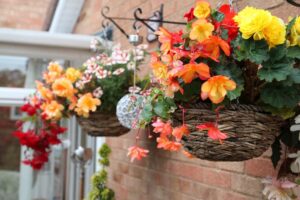 5 types de fleurs pour créer un jardin sur votre balcon