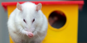Caractère et comportement du rat
