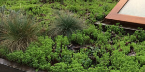 Comment végétaliser le toit d'un cabanon de jardin ?