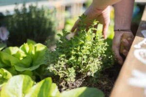 Conseils pour cultiver des plantes sur la terrasse