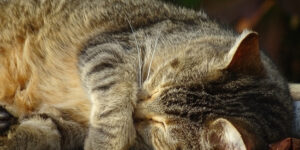 Le fibrosarcome du chat : causes, symptômes et traitement