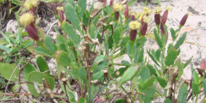 Papalo (Porophyllum ruderale), une sorte de coriandre : plantation, entretien