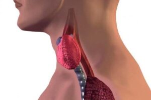 Comment détecter un problème de thyroïde ?