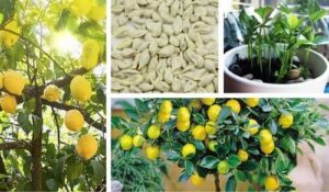 Comment faire germer des graines de citron pour obtenir...