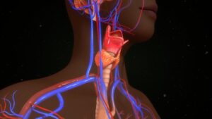 Comment les problèmes de thyroïde affectent-ils l'organ...