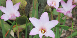 Habranthe robuste (Habranthus robustus), des fleurs roses étoilées : plantation, entretien