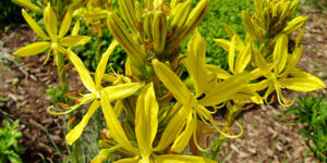 Bâton de Jacob (Asphodeline lutea), asphodéline jaune : plantation, entretien