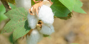 Cotonnier (Gossypium), pour produire son coton : plantation, entretien