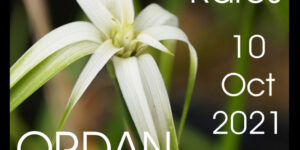 19ème Journée des Plantes rares (32) - 2021 - ORDAN-LARROQUE