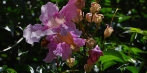 Bignone rose (Podranea ricasoliana), liane orchidée : plantation, entretien