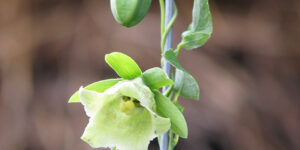 Ginseng du pauvre (Codonopsis pilosula) aux racines aphrodisiaques : plantation, entretien