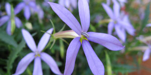 Isotoma (Solenopsis axillaris), des fleurs étoilées bleues : culture, entretien