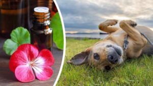 8 répulsifs naturels pour protéger vos chiens des tiques cet été