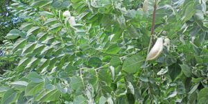 Chicot du Canada (Gymnocladus dioica), un arbre d'ombrage : plantation, entretien