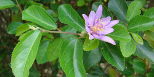 Grewie occidentale (Grewia occidentalis), pour climat doux : plantation, entretien