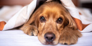 Rhume chez le chien : causes, symptômes et traitement