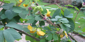 Amicie à fleurs jaunes (Amicia zygomeris), une belle insolite : plantation, entretien