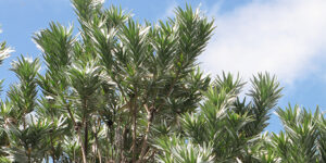 Arbre d'argent (Leucadendron argenteum), arbre du Cap : plantation, entretien