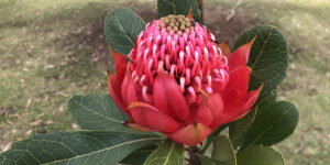 Watarah (Telopea speciosissima) de Nouvelle-Galles du Sud : plantation, culture