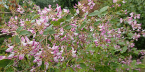 Campylotropis macrocarpa, foison de fleurs automnales : plantation, culture